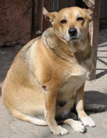 תמונה של כלב שמן