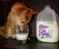 תמונה של כלב וכוס חלב