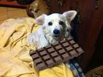 תמונה של כלב עם שוקולד