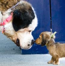 תמונה של כלב קטנטן וכלב ענק