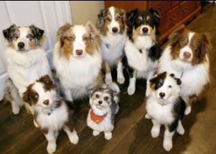 תמונה של כלבים מגזעים שונים