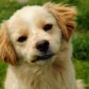 סרטון – איך שמים טיפות נגד פרעושים לכלב