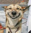 תמונה של כלב מחייך מאוזן לאוזן