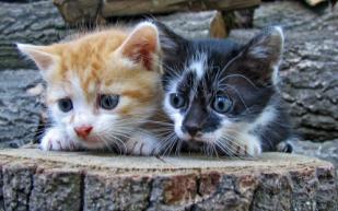 תמונה של 2 גורי חתולים