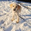 מה לעשות אם הכלב מסרב לצאת החוצה בחורף?