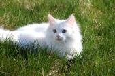 תמונה של חתול נח בדשא