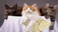תמונה של חתולים עם מצה בפסח