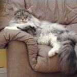 חתול על ספה