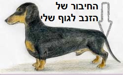 האם הכלב שלי שמן