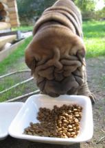 כלב שמן אוכל