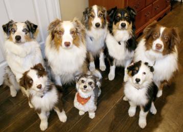 תמונה של קבוצת כלבים