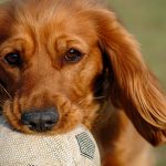 תמונה של כלב עם כדורגל