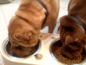 תמונה של כלבים בשעת האוכל