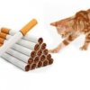 האם החתול שלך מעשן?
