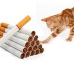 חתול נגד סיגריות