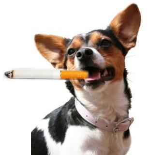 תמונה של כלב עם סיגריה