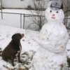 7 טיפים איך לשמור על הכלב בריא ושלם בחורף?
