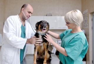 כלב מקבל חיסון כלבת אצל וטרינר