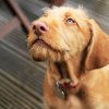איך נפטרים מריח רע וכתמים של שתן של כלבים?