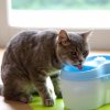 כמה מים חתול צריך לשתות?