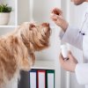 חיסון כלבת לכלב – האם חייבים?