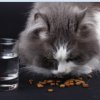 איך להאכיל חתול כדי שישמין?