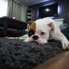 איך עוזרים לכלב שסובל מכאבים? פתרונות לכלב עם כאבי פרקים
