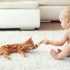 איך מרגילים חתול לתינוק חדש?