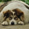 השמנת יתר בכלבים: שעועית ירוקה זה דיאטה לכלב?